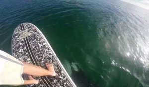 Une orque s'approche d'un homme en paddle