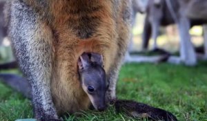 Première sortie pour ce bébé wallaby que met le nez hors du ventre de maman