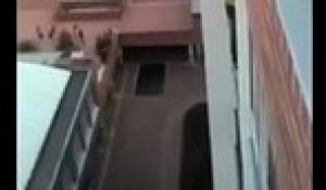 Un homme sauve un chien suspendu à un balcon en Colombie