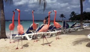 Dans les Caraïbes, des flamants roses se prélassent sur la plage au milieu des touristes