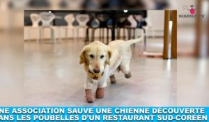 Une association sauve une chienne découverte dans les poubelles d'un restaurant sud-coréen! L'histoire dans la minute chien #193