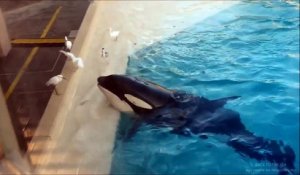 Cette orque captive est surprise en train de faire quelque chose d’exceptionnel, regardez !