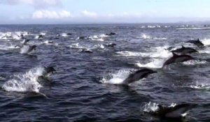 Des baleines attaquent des centaines de dauphins apeurés