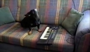 Un chien mélomane et musicien. Quel talent