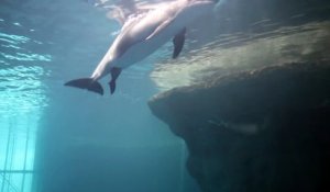 Regardez La Naissance D Un Bebe Dauphin Dans L Aquarium De Chicago Sur Orange Videos