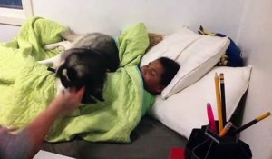 Un husky ne veut pas qu'on réveille un enfant