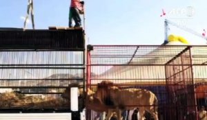 Un groupe de défense des animaux libère les lions des cirques