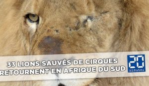 Trente-trois lions sauvés des cirques sud-américains s'envolent pour l'Afrique