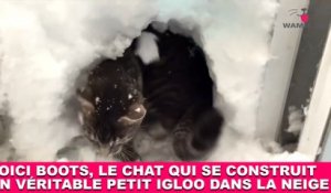 Voici Boots, le chat qui se construit un véritable petit igloo dans la neige ! Maintenant dans la Minute Chat #204