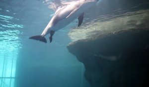 Un dauphin peine à nager... ce qui va suivre est juste formidable