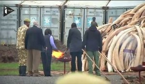 Le Kenya a brûlé la plus grande quantité d'ivoire de son histoire - Le 30/04/2016 à 14h30