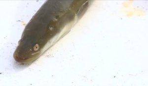 L’anguille : Une opération de comptage à La Barre-de-Monts