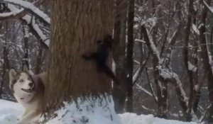 Un husky essaye d'attraper un écureuil
