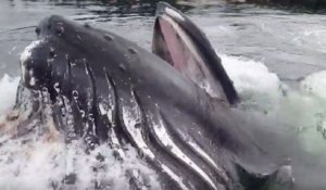 Une baleine à bosse surgit près d'un ponton dans un port