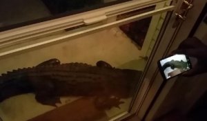 Un énorme alligator s'introduit dans sa maison