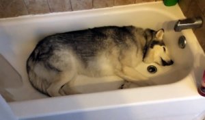 Un husky fait un caprice dans une baignoire