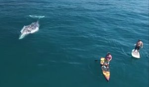 Tranquillement, ils font du paddle entourés de baleines