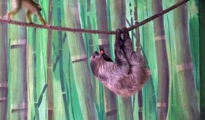Un singe vole un morceau de fruit à un paresseux dans un zoo