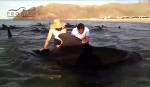 Mexique : sauvetage de baleines échouées sur une plage