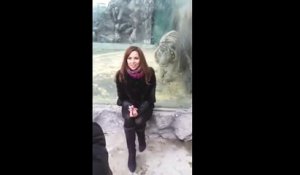 Une femme attaquée par un tigre fourbe dans un zoo. Merci la vitre