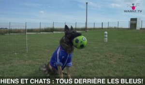 EURO 2016, chiens et chats TOUS derrière les bleus!