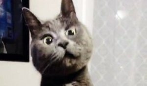 Ce chat n'a qu'une expression sur son visage : toujours surpris!