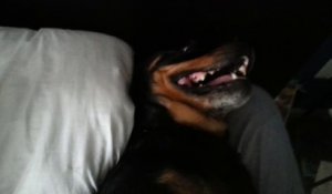Ce chien rottweiler ne veut pas se lever du lit de son maître et fait semblant de s'énerver