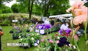 Jardin - L’iris, une valeur sûre - 2015/05/21