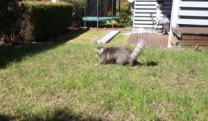 Ce chat devient fou à suivre le jet d'eau dans le jardin !
