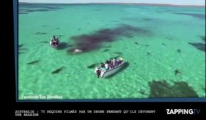 Australie : 72 requins filmés par un drone pendant qu’ils dévorent une baleine