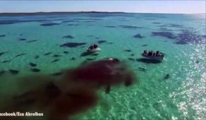Des dizaines de requins dévorent une baleine en Australie