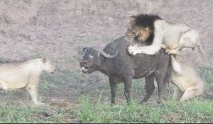 L'attaque de 4 lions sur un buffle...
