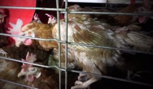 200.000 poules pondeuses élevées dans des conditions sanitaires "inadmissibles"