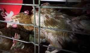 Une vidéo dénonce les conditions d'élevage de poules pondeuses