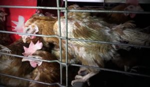 Les horribles conditions de vie des poules pondeuses d'un élevage français