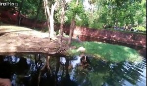Un homme ivre tombe dans l'enclos des lions dan sce Zoo
