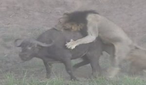 Un buffle attaqué par 4 lions se sort d'une situation perdu d'avance