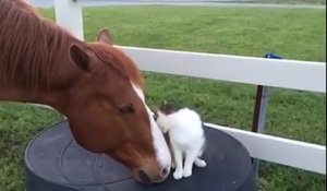 Amitié improbable entre un chat et un cheval.. Gros calins