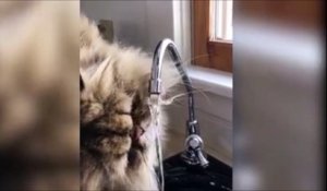 Un chat en galère pour boire au robinet... Trop poilue