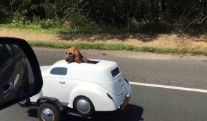 Une moto tire un chien dans une mini voiture