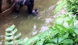 Un gorille sacrifié dans un zoo suite à la présence d'un enfant dans son habitat