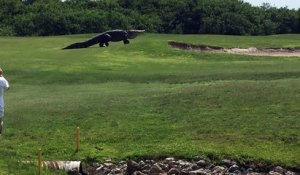 Un alligator géant se promène sur un terrain de golf