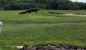 Un alligator énorme traverse un parcours de golf