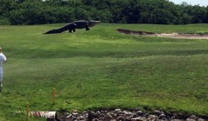 Un alligator géant vient troubler la tranquillité d'un green de golf en Floride