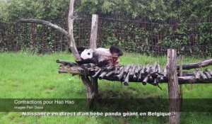 Naissance en direct d'un bébé panda géant en Belgique