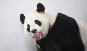 Naissance d'un bébé panda géant en Belgique