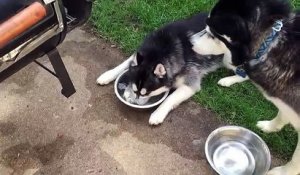 Un chien s'amuse à faire des bulles