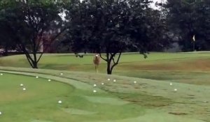 un oiseau fait rebondir une balle de golf