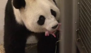 L Eternuement D Un Bebe Panda Effraie Sa Mere Sur Orange Videos