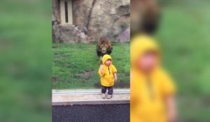 Un enfant se fait attaquer par un lion dans un zoo (vidéo)